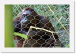 Orangutan_R (4) * Sie dabei zu beobachten ist interessant und amüsant. * 2581 x 1723 * (1.36MB)